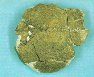 Las naranjas de Orce