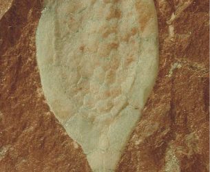 Fósiles «virtuales» de hace 510 millones de años permiten conocer el origen de las estrellas de mar