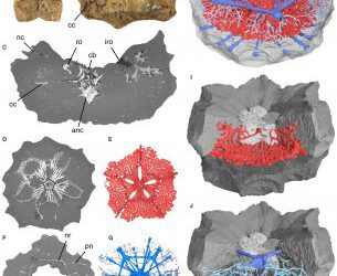 Se describe por primera vez el sistema nervioso de un lirio de mar (crinoideo) de hace 125 millones de años