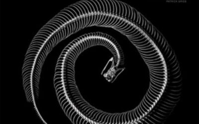 Nuevo libro sobre Evolución