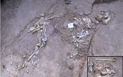 Encontrado un tapir fósil prácticamente completo