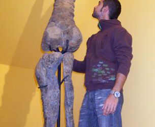 A Tastavinsaurus le ha salido un compañero
