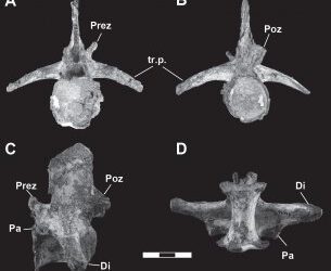Ya sabemos como son las vértebras de Maledictosuchus