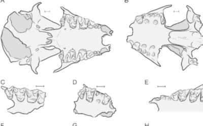 La cueva del Mirador (Sierra de Atapuerca): un yacimiento clave para entender la biogeografía de los murciélagos de Europa occidental