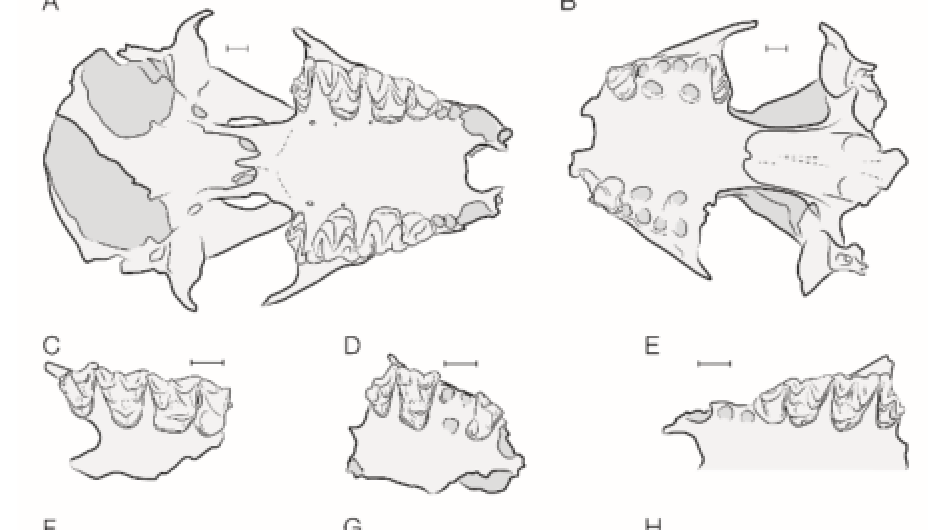 La cueva del Mirador (Sierra de Atapuerca): un yacimiento clave para entender la biogeografía de los murciélagos de Europa occidental