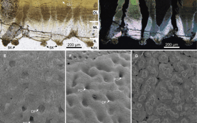 Una nueva ooespecie de huevos de cocodrilomorfo en el Cretácico Superior de Huesca