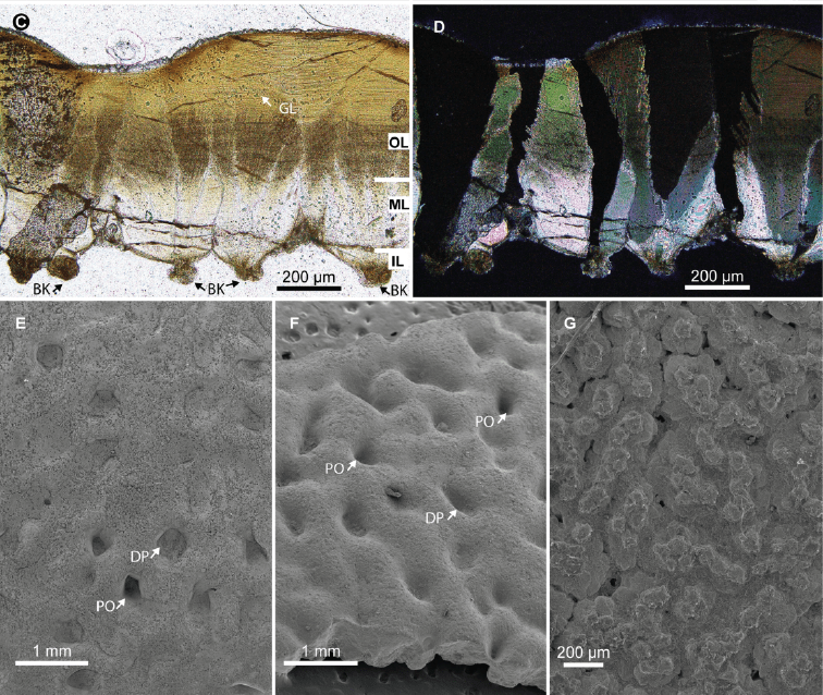 Una nueva ooespecie de huevos de cocodrilomorfo en el Cretácico Superior de Huesca