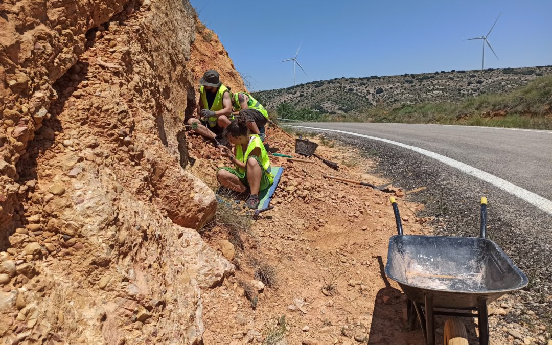 Descubiertos en Allueva los restos de dinosaurios más modernos de Teruel