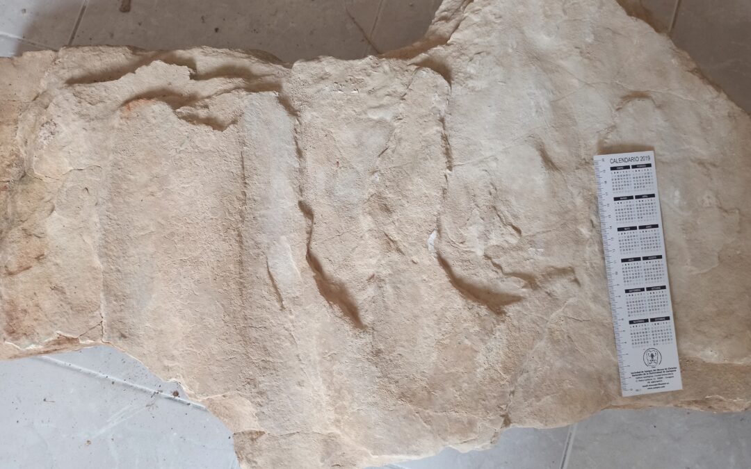 Una icnita de dinosaurio en un convento de Cariñena