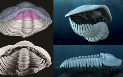 Paleontología, clave de futuro