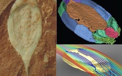 ¿Conoces la Paleobiónica?, otro camino al futuro desde la Paleontología
