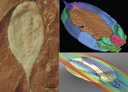 ¿Conoces la Paleobiónica?, otro camino al futuro desde la Paleontología