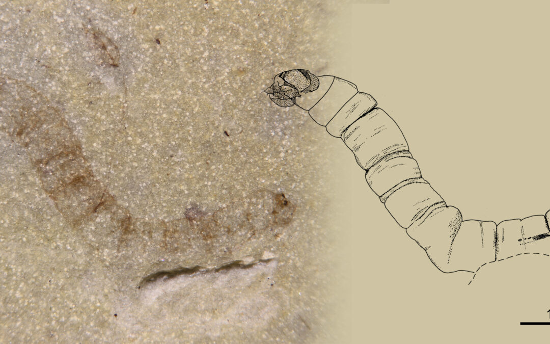 Se ha hallado en Mallorca el fósil de insecto díptero más antiguo conocido: una larva perfectamente conservada