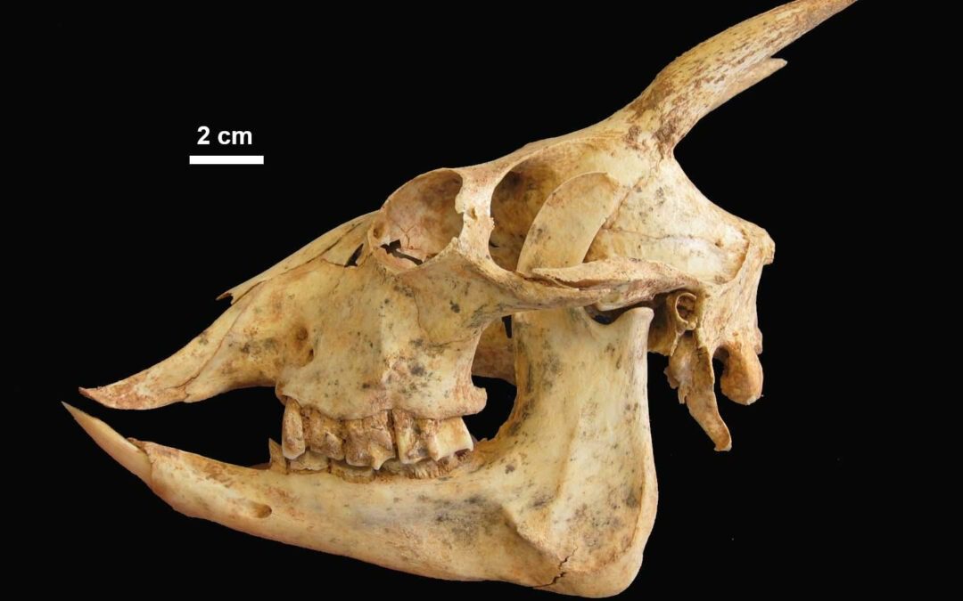 Las especies insulares con cambios extremos de tamaño son más propensas a la extinción