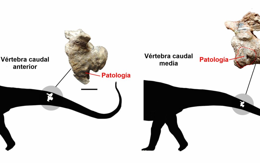 Los dinosaurios saurópodos sufrían accidentes