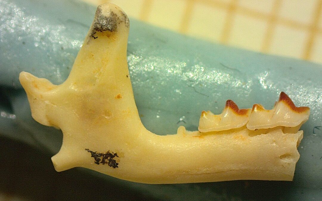 Nueva aportación al conocimiento de las musarañas del Pleistoceno de Atapuerca