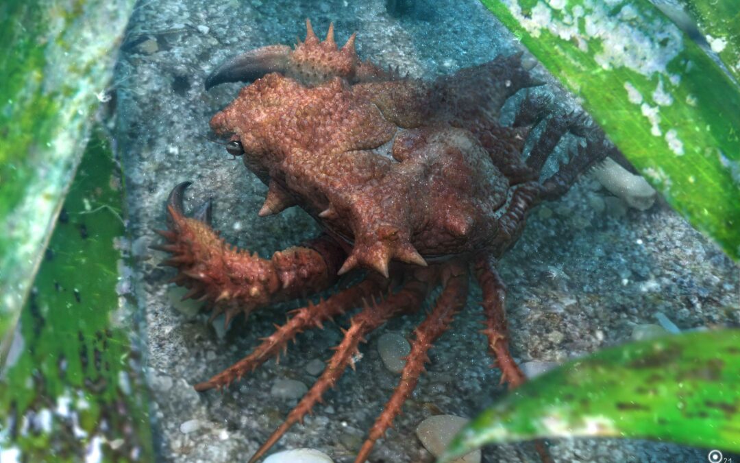 Nueva especie de cangrejo fósil aragonés arroja luz sobre la evolución de un enigmático grupo de decápodos