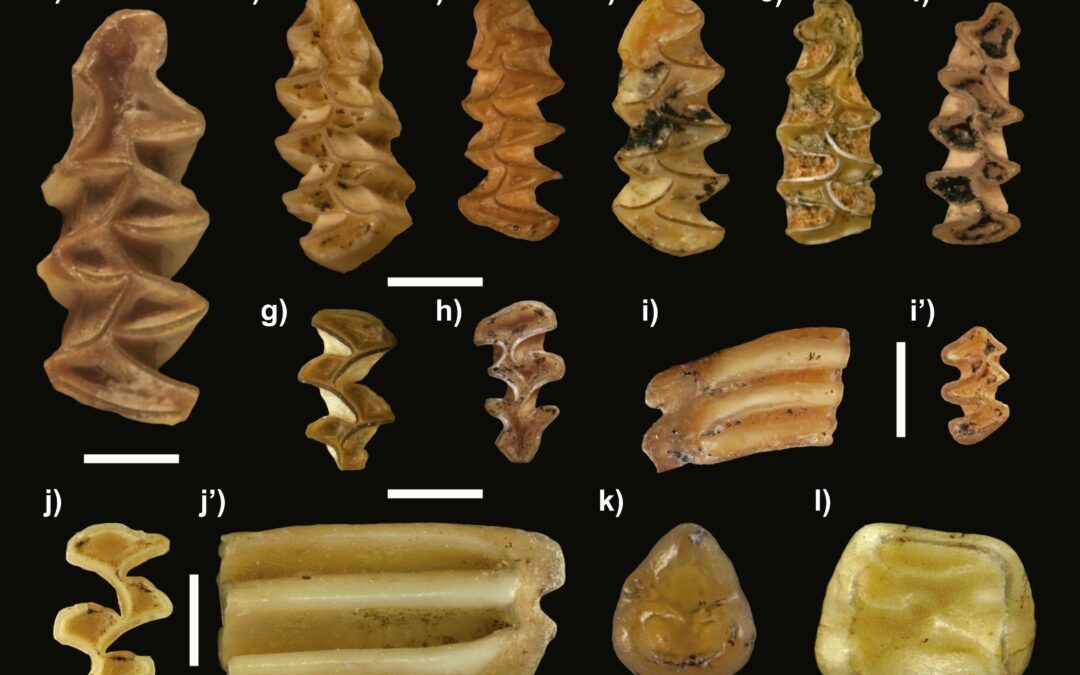 Micromamíferos del Pleistoceno Superior de Guadalajara – XX EAVP de Sabadell