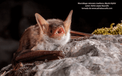 El rompecabezas de los grandes murciélagos ratoneros, en el EAVP