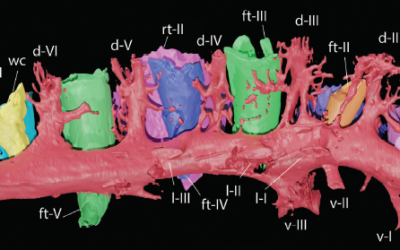 El sistema vascular de la mandíbula de los ornitópodos del Jurásico