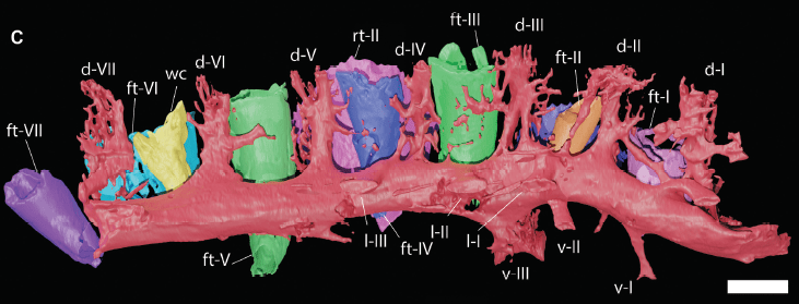 El sistema vascular de la mandíbula de los ornitópodos del Jurásico