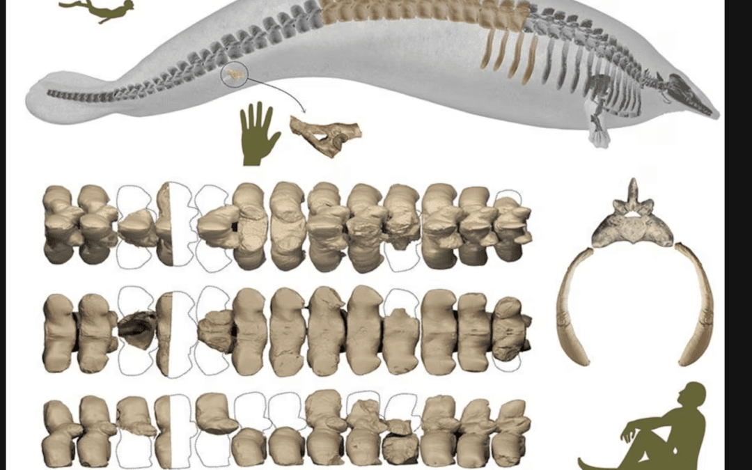 Ha llegado Perucetus, el vertebrado marino de mayor peso