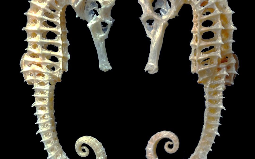 Preservando la Historia Natural: Necrossum