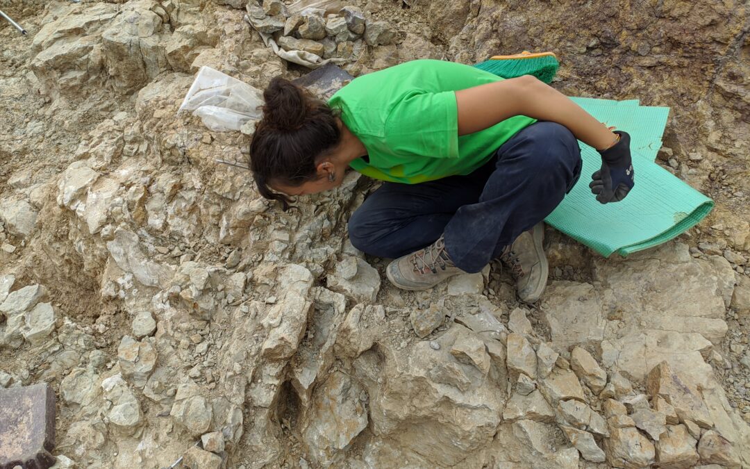 Volvemos a excavar el dinosaurio de Alacón (Teruel)