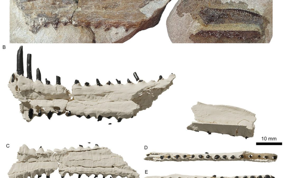 Un nuevo pterosaurio en la península ibérica