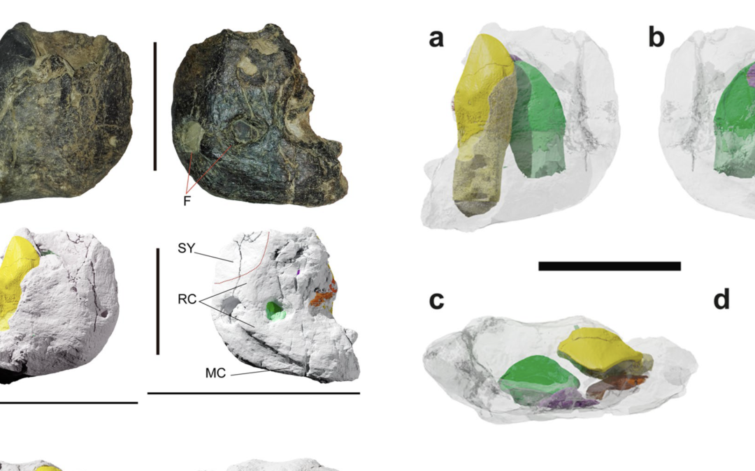 Nuevas aportaciones al crecimiento de los dientes de saurópodo en el tránsito Jurásico-Cretácico de Burgos
