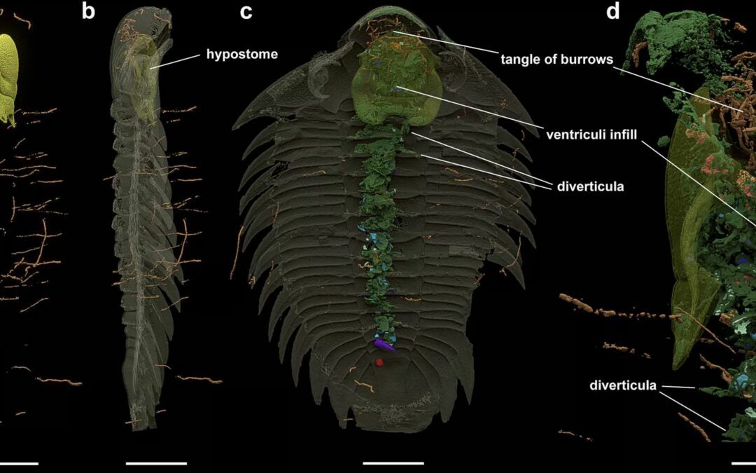 La última cena de un trilobite del Ordovícico