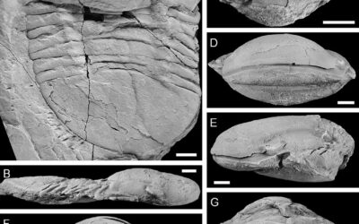 Los trilobites del Ordovícico Medio de la Rama Aragonesa