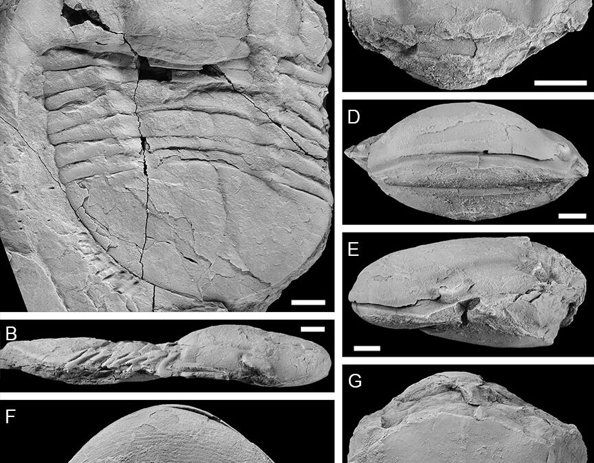 Los trilobites del Ordovícico Medio de la Rama Aragonesa