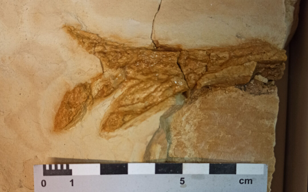 Descubierta una diminuta huella de dinosaurio carnívoro en Villanueva de Huerva (Zaragoza)