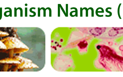 Aragosaurus recomienda: Index to Organism names