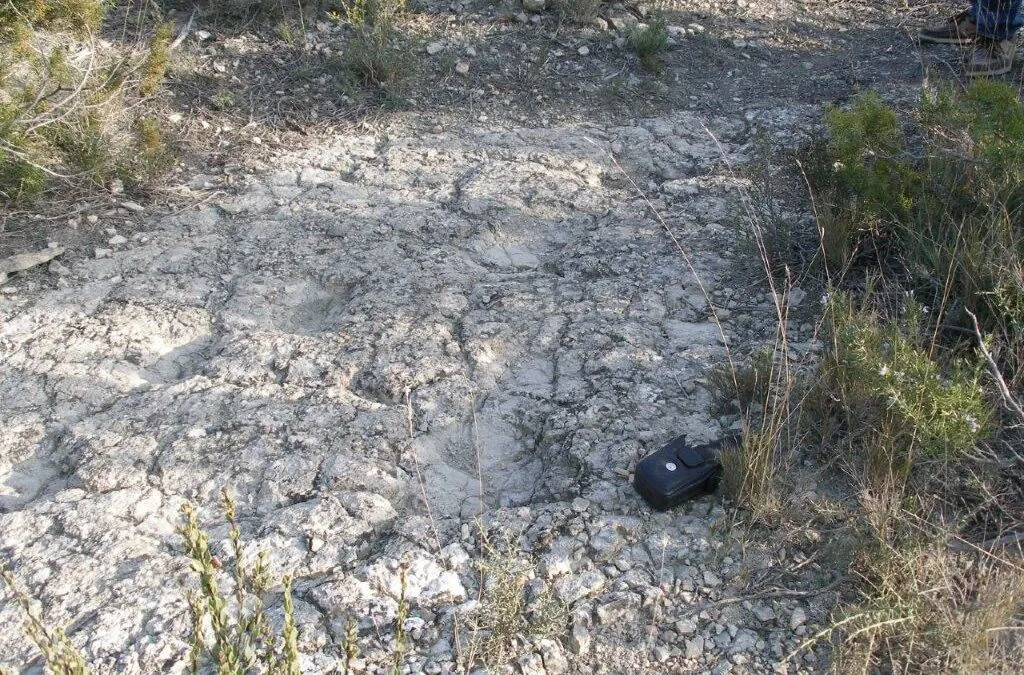 NUEVO YACIMIENTO CON ICNITAS DE GRANDES MAMÍFEROS EN LA PROVINCIA DE HUESCA