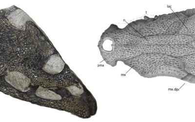 Un nuevo crocodrilomorfo portugués, «el nadador de Paimogo»