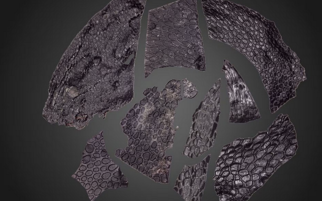 Un estudio sobre una piel de reptil de hace 300 millones de años