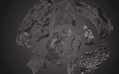 Un estudio sobre una piel de reptil de hace 300 millones de años