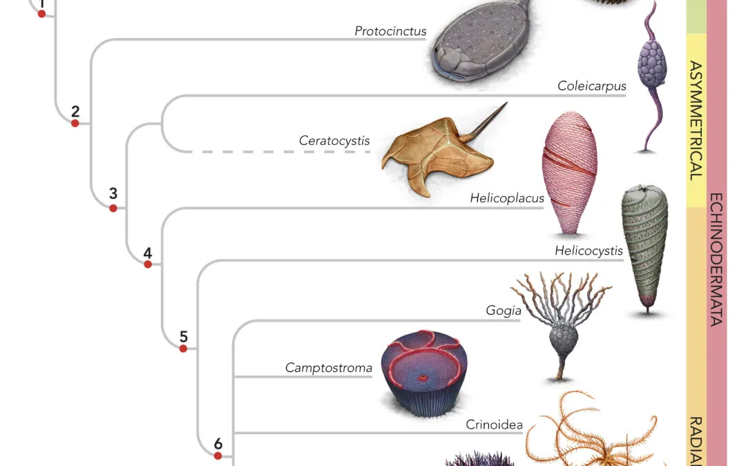 El Origen y la Evolución de los primeros equinodermos