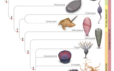El Origen y la Evolución de los primeros equinodermos