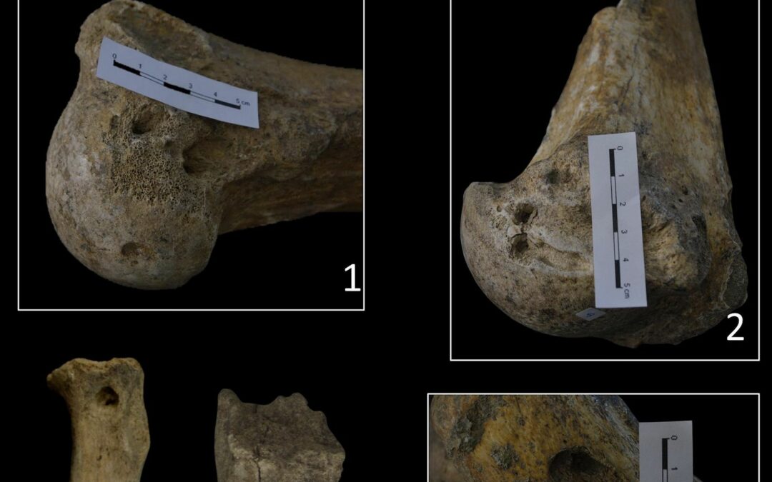 La marca de la bestia: lo que nos cuentan los huesos de los mamíferos de hace unos 50.000 años estudiados en la cueva de Abauntz, en Navarra