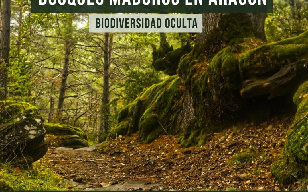 Los Bosque Maduros en Aragón. Biodiversidad oculta