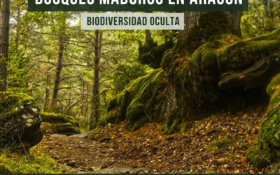 Bosques maduros de Aragón. Biodiversidad oculta