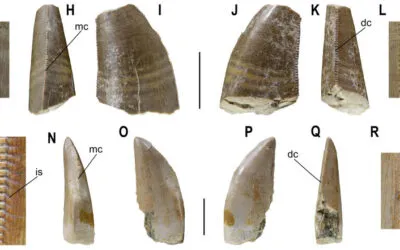 La paleobiodiversidad de los dinosaurios carnívoros del pirineo oscense