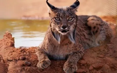 Mesa debate en el Museo de Ciencias Naturales de la Universidad de Zaragoza sobre la reintroducción del lince ibérico en Aragón.