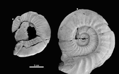 Una nueva especie de ammonoideo del Jurásico superior de Aragón