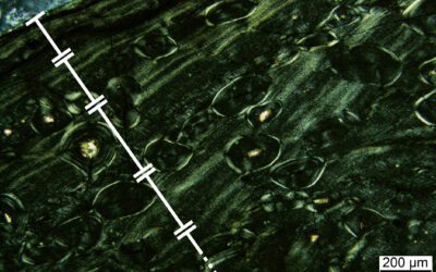 Un dinosaurio turolense bajo el microscopio
