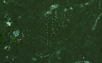 Favreina babai, nueva icnoespecie de coprolito de crustáceo definida en Teruel