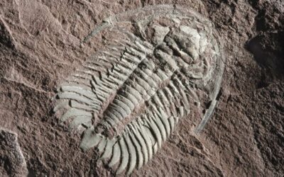 Cazadores de trilobites o ¿Quién mato al trilobites?